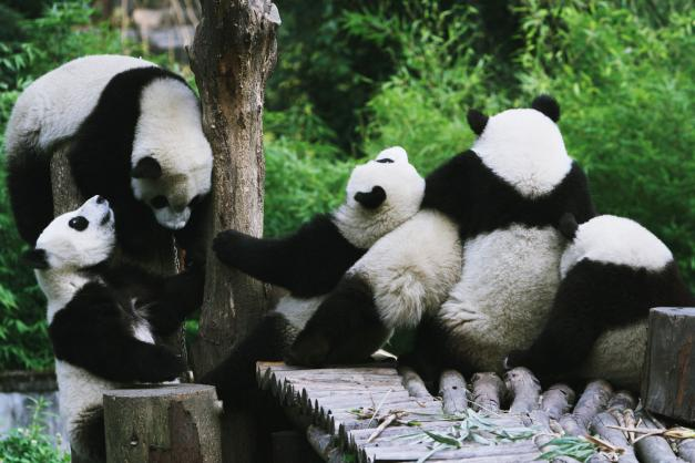 chongqing chengdu 10 days in depth tour