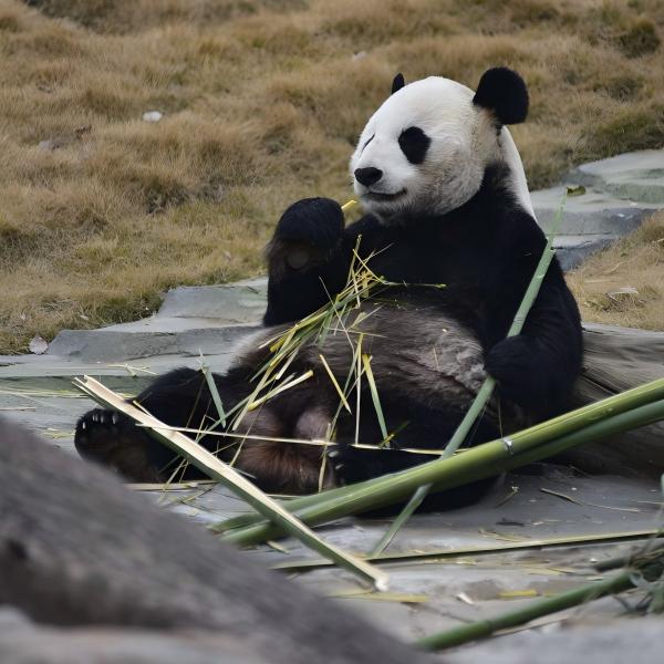 where to see panda